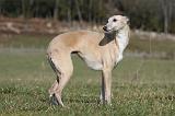 WHIPPET 366